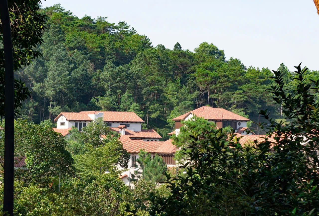 Rừng thông 50 năm tuổi tại khu Orchard dự án Thanh Xuân Valley - ảnh thực tế ghi nhận quy mô tán cây và mật độ thông cổ thụ.